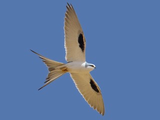Adult - Scissor-tailed Kite