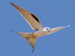 Adult - Scissor-tailed Kite