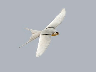 Adult - Scissor-tailed Kite