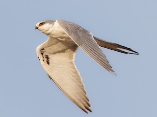 Immature - Scissor-tailed Kite