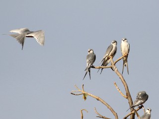 Flock - Scissor-tailed Kite