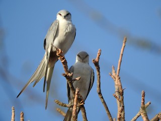 Adult - Scissor-tailed Kite