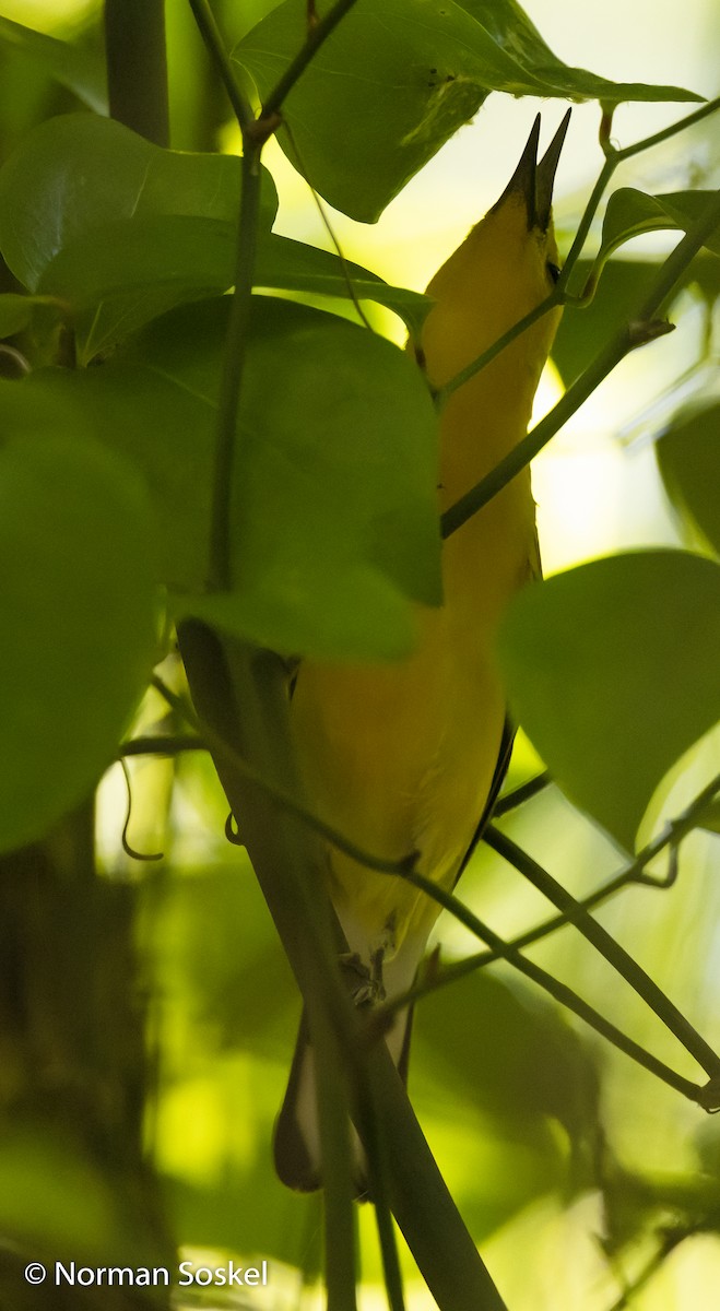 Prothonotary Warbler - ML245046801