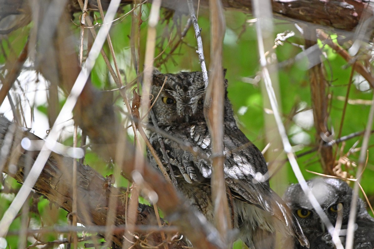 Western Screech-Owl - ML245047211