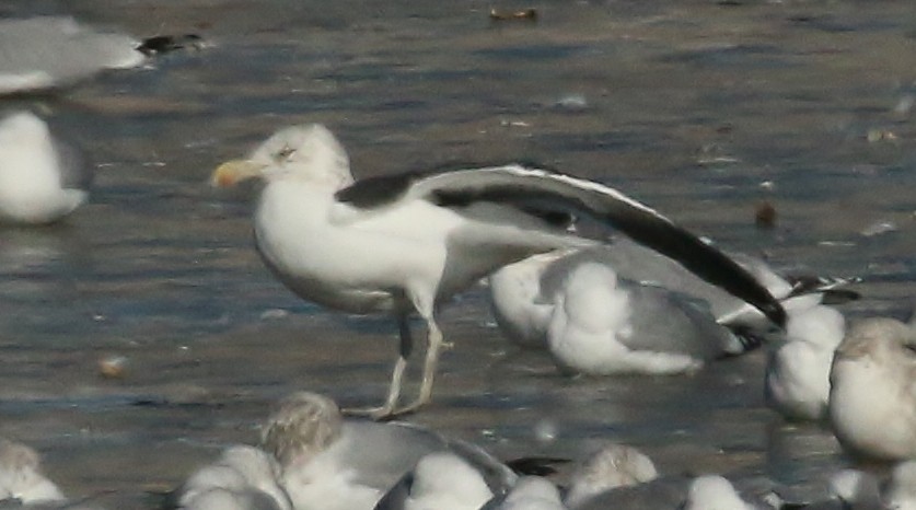 Kelp x American Herring Gull (hybrid) - ML24504751