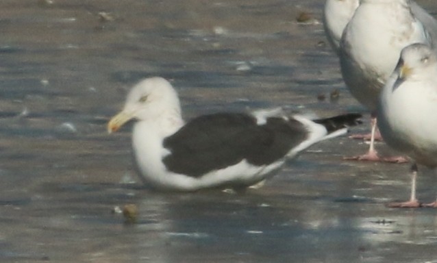 Kelp x American Herring Gull (hybrid) - ML24504761