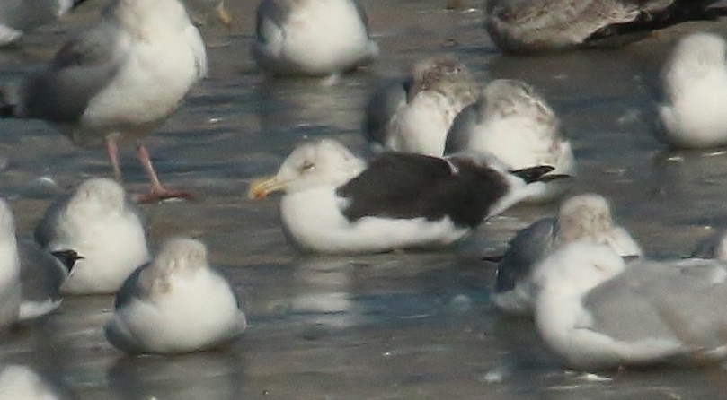 Kelp x American Herring Gull (hybrid) - ML24504771