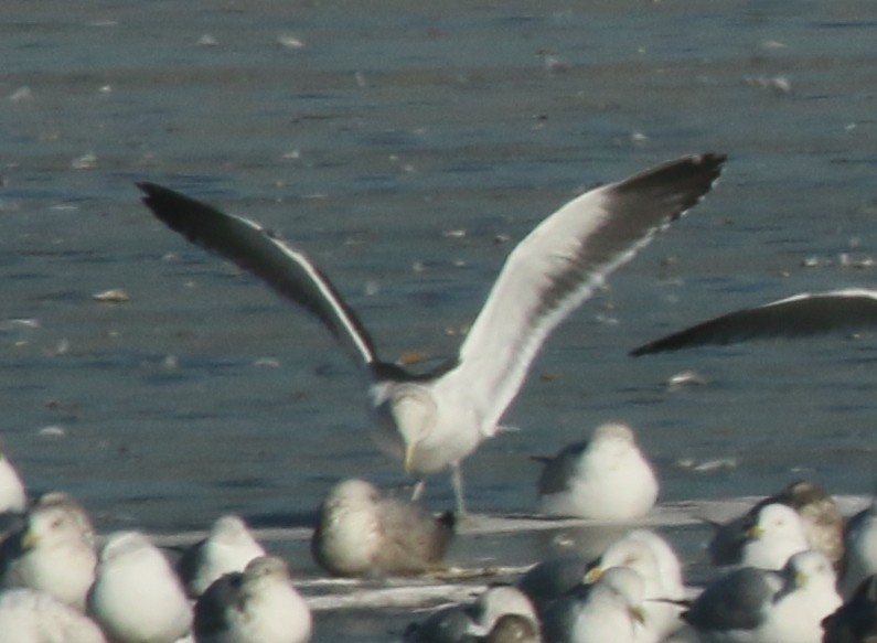 Kelp x American Herring Gull (hybrid) - ML24504781