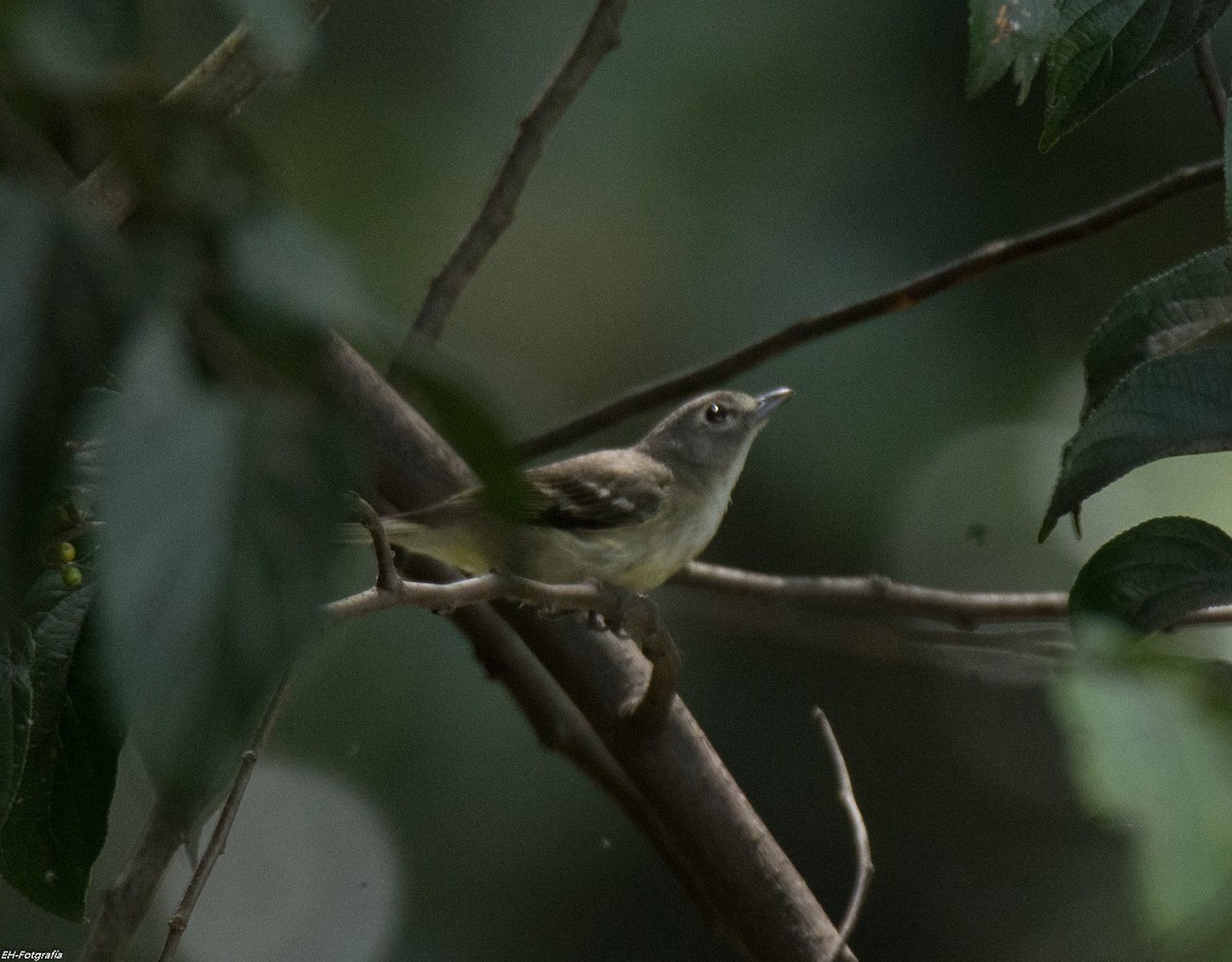 Kurşuni Vireo (notius/montanus) - ML245048741