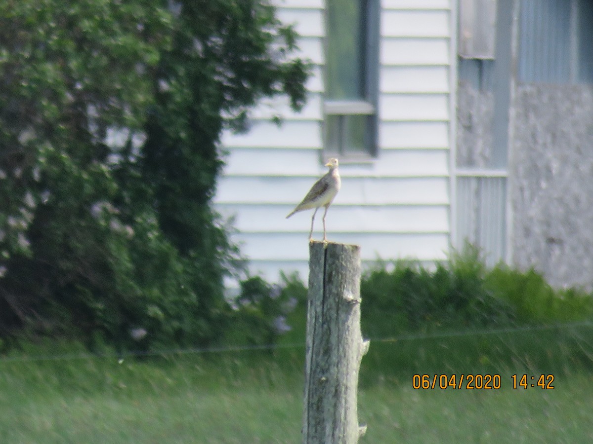 Upland Sandpiper - Langis Sirois