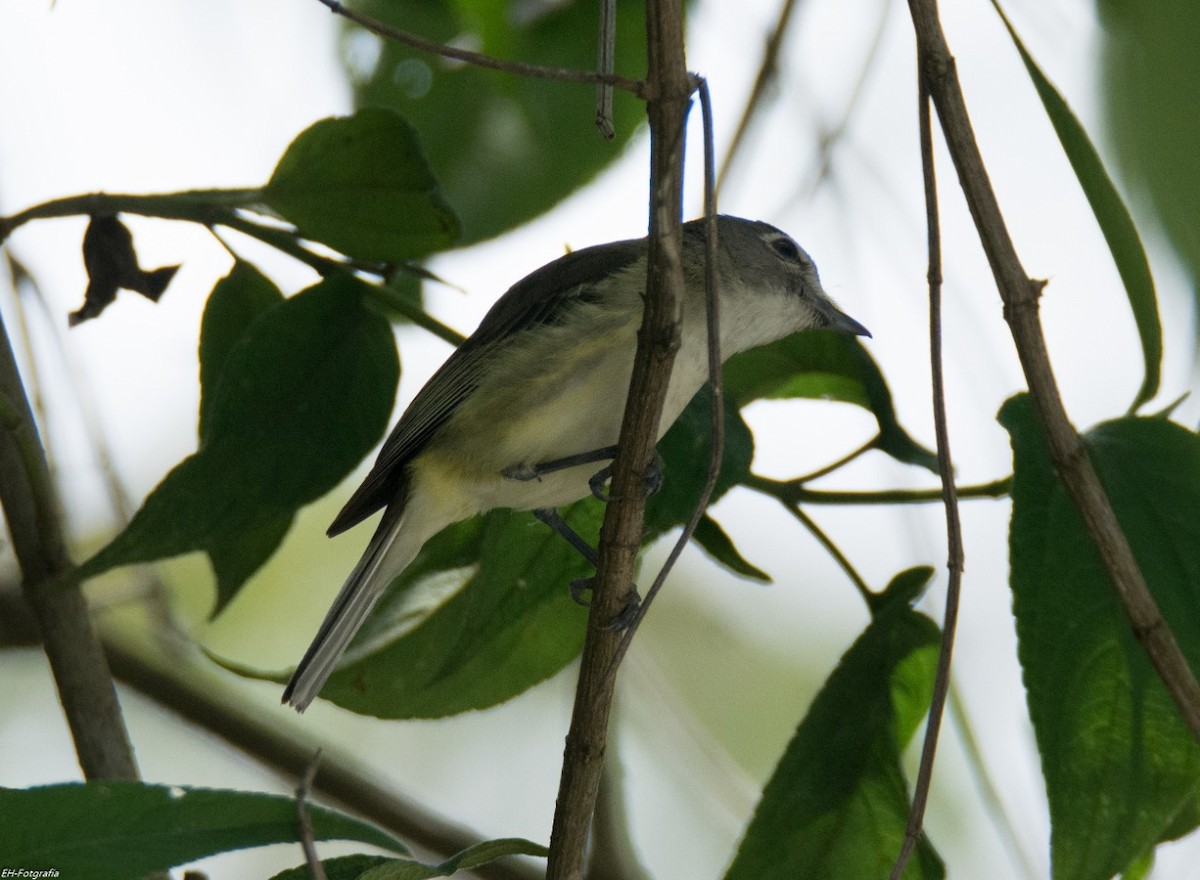 Kurşuni Vireo (notius/montanus) - ML245049641