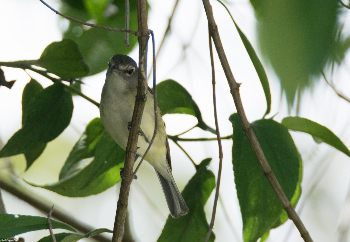 Kurşuni Vireo (notius/montanus) - ML245049671