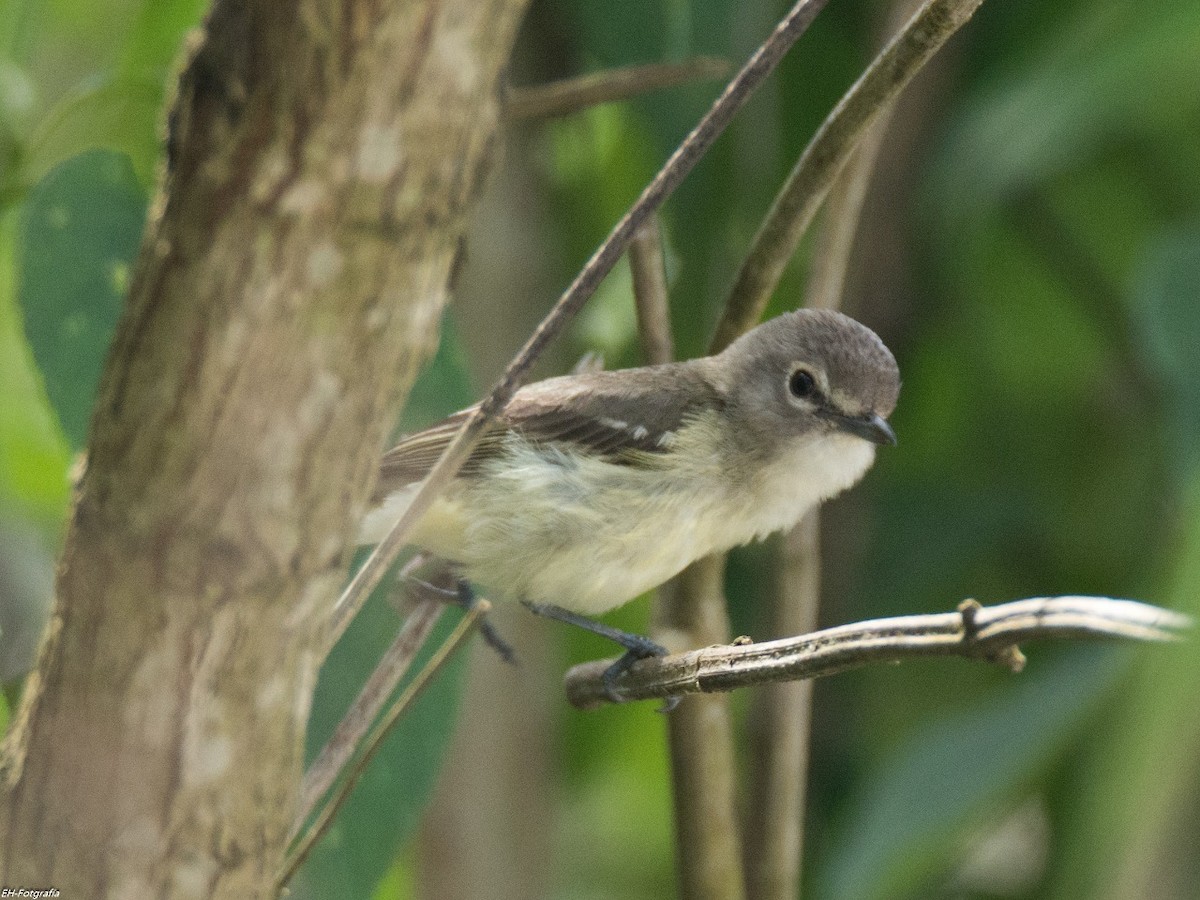 Plumbeous Vireo (Central American) - Gilber Barillas