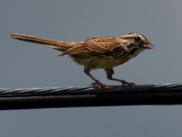 Song Sparrow - ML245050131