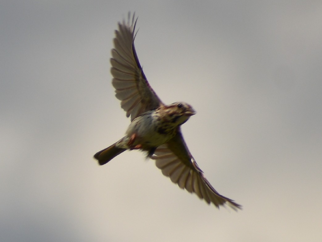 Song Sparrow - ML245050151