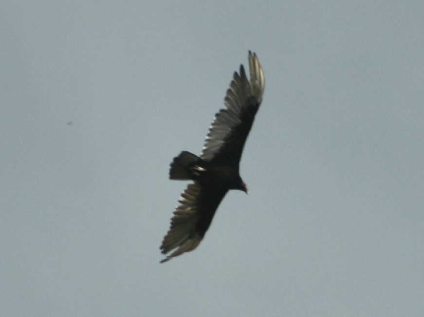 Turkey Vulture - ML245050301