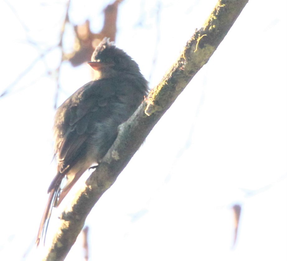 Smoke-colored Pewee - ML245050521
