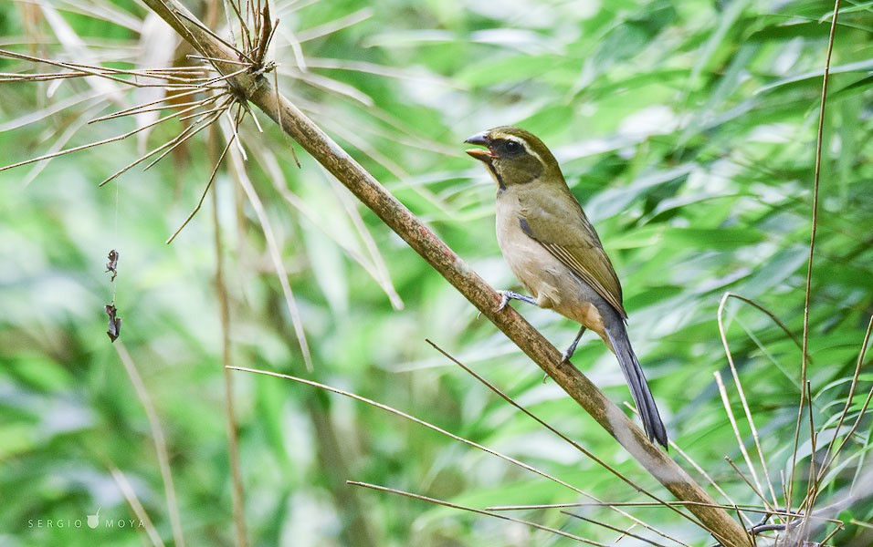 Saltator à bec épais - ML245051371