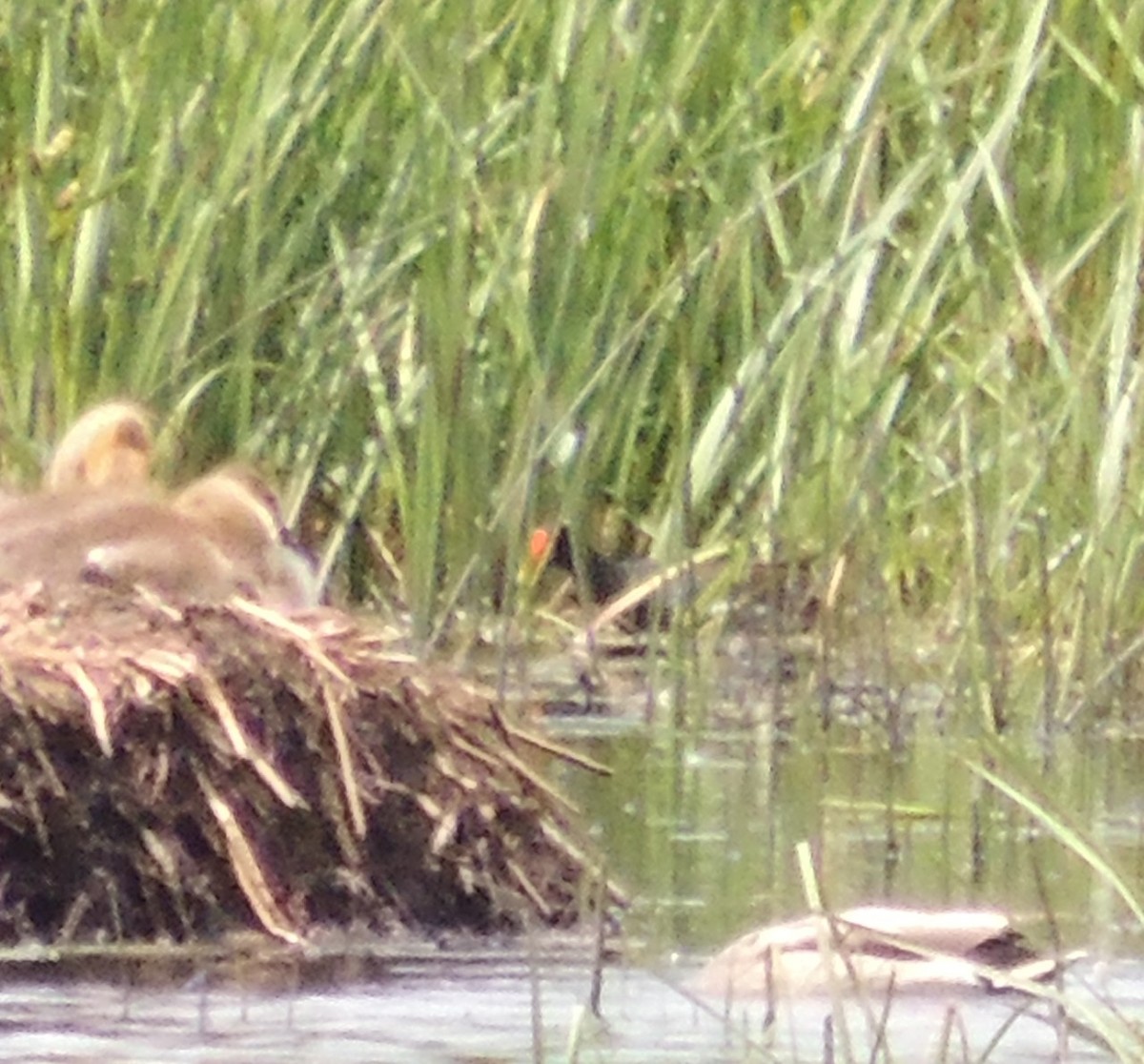 Gallinule d'Amérique - ML245051391