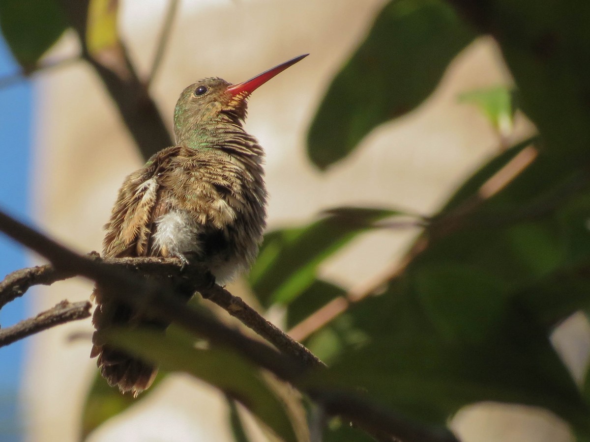 Gilded Hummingbird - ML245051731