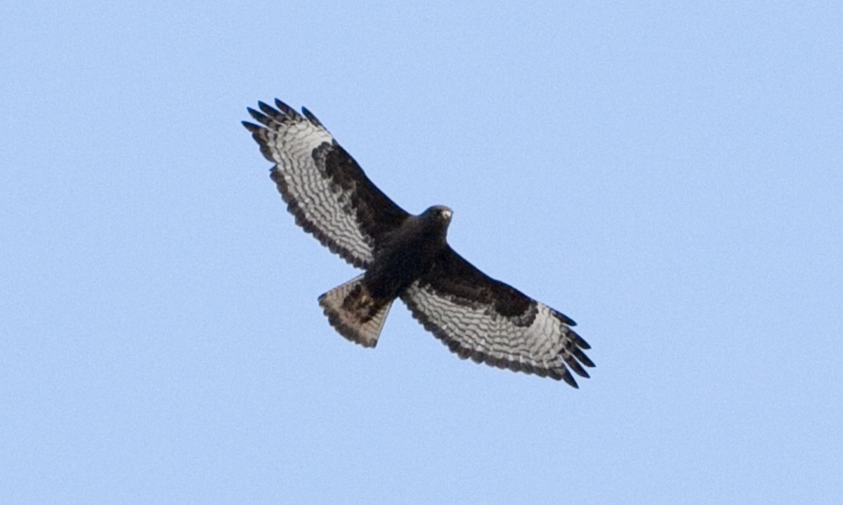 アカオノスリ（calurus／abieticola） - ML245052931