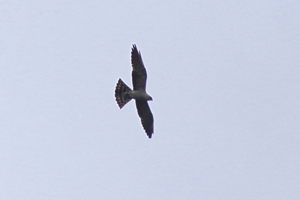 Mississippi Kite - ML245054271