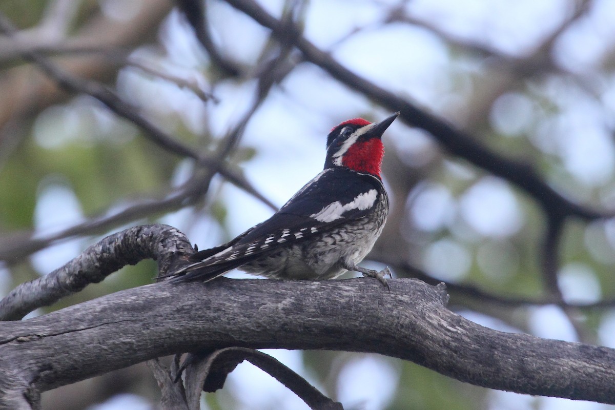 Red-naped Sapsucker - ML245055571