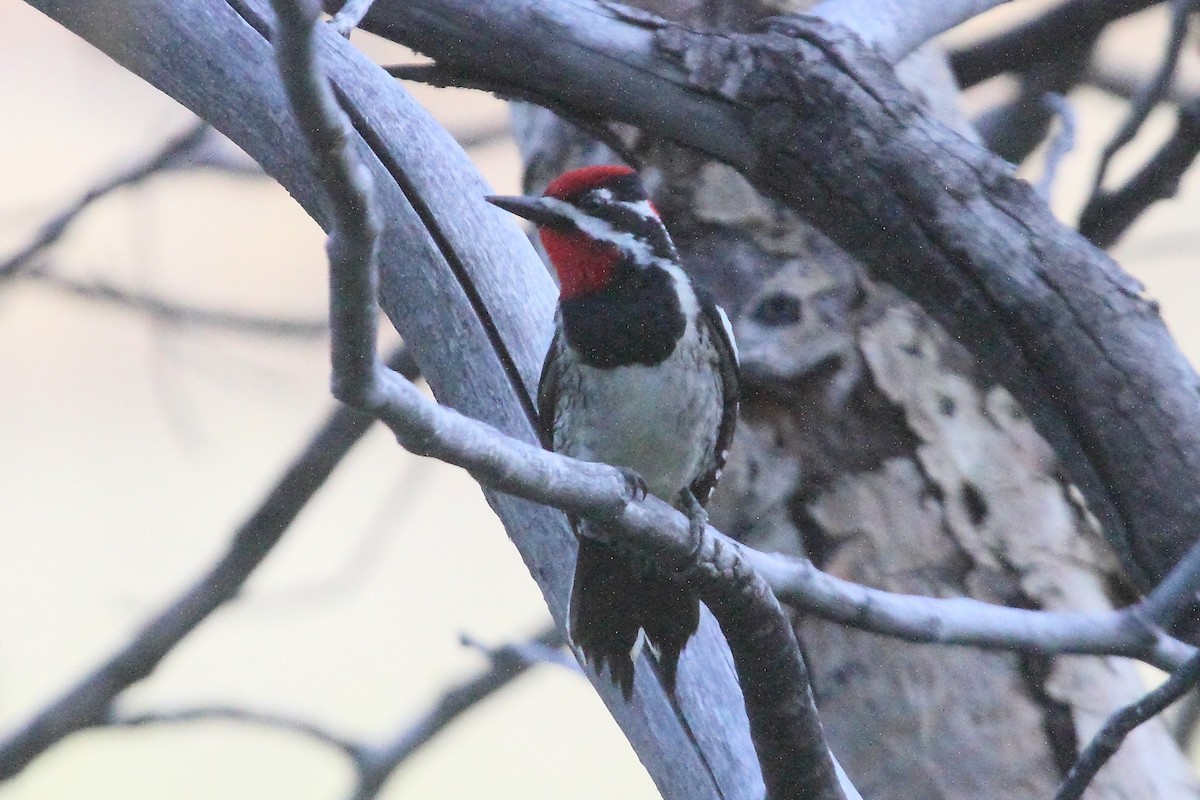 Red-naped Sapsucker - Rob Lowry