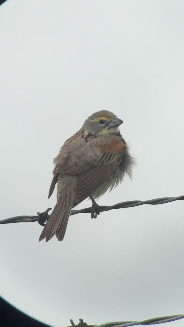 Dickcissel - ML245056051