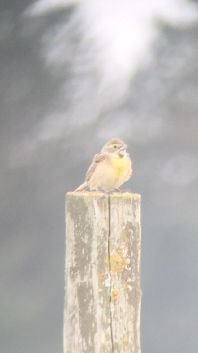 Dickcissel - ML245056971