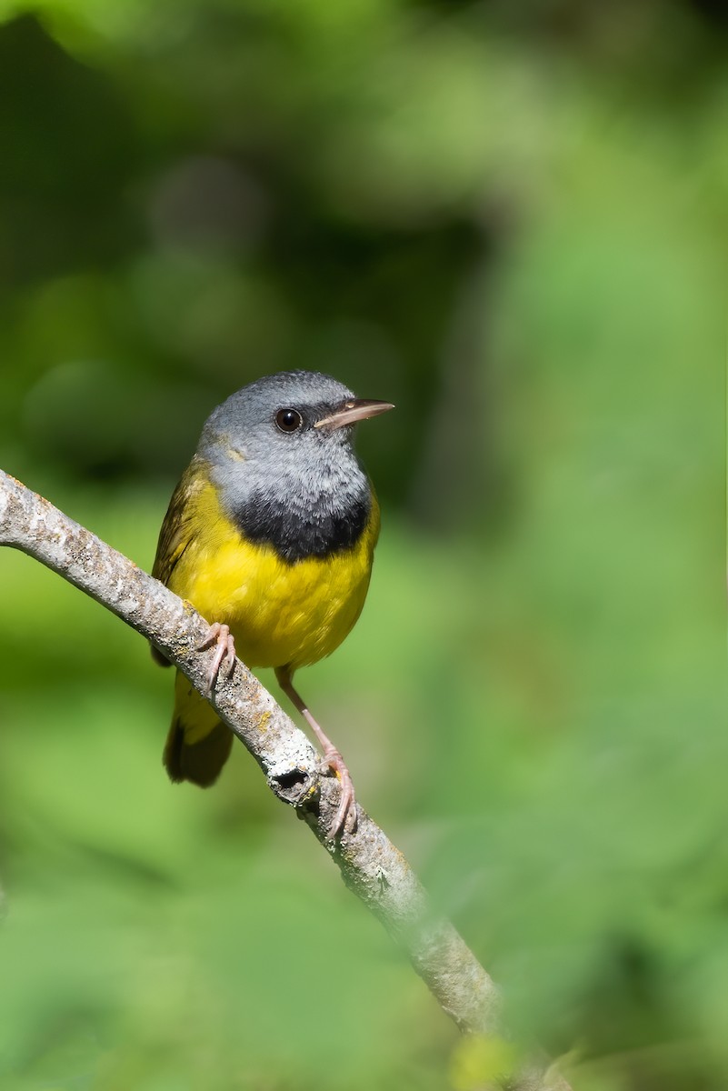 Mourning Warbler - ML245057851