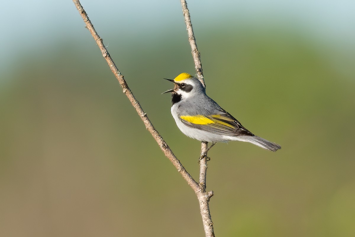 Golden-winged Warbler - ML245057891