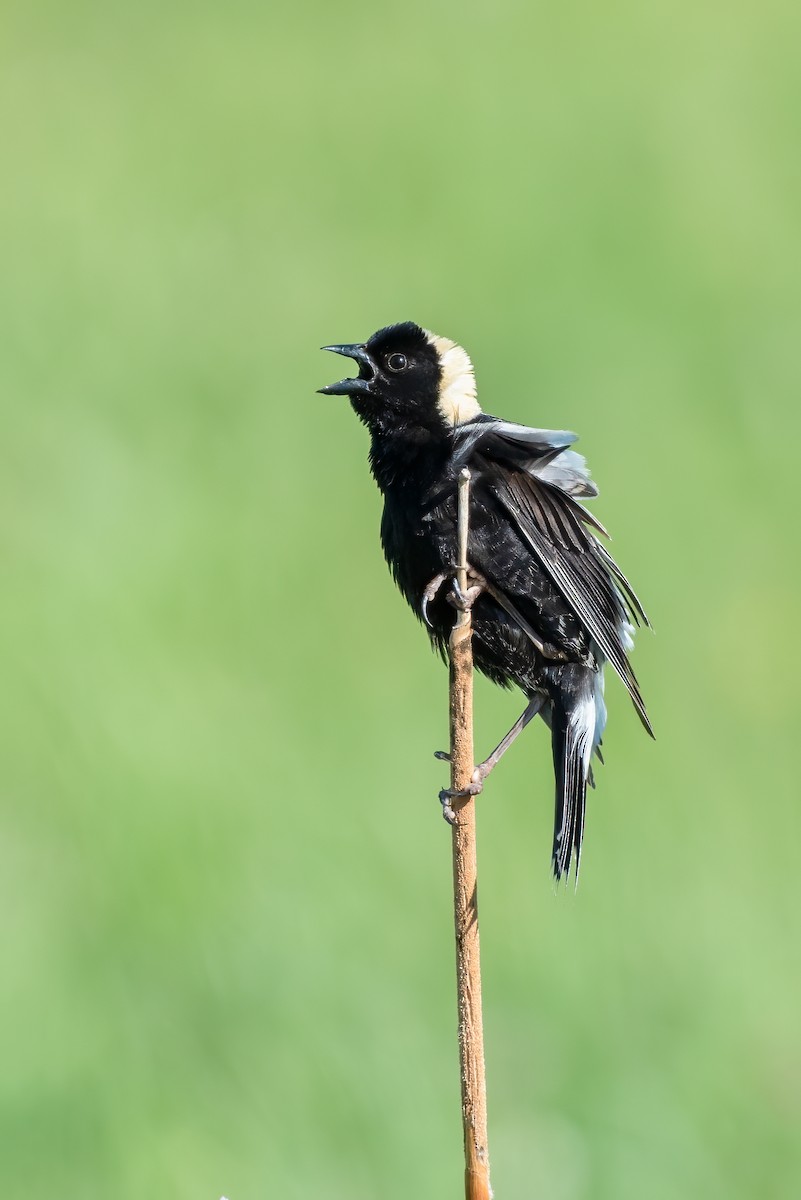 Bobolink - ML245057941