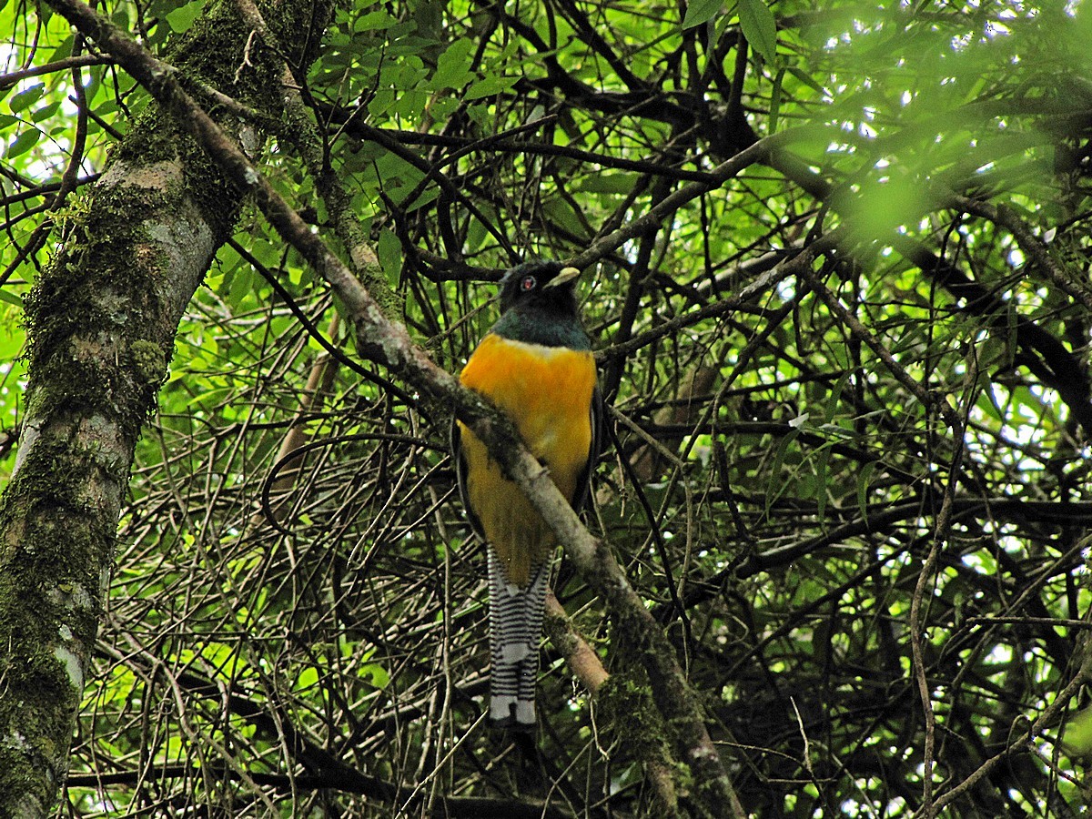 Atlantic Black-throated Trogon - ML245058721