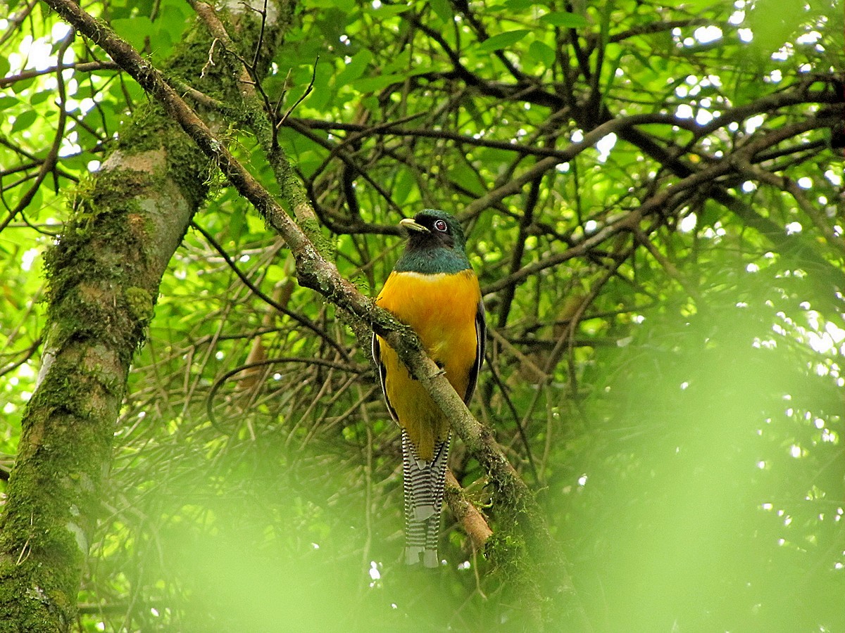 Atlantic Black-throated Trogon - ML245058731