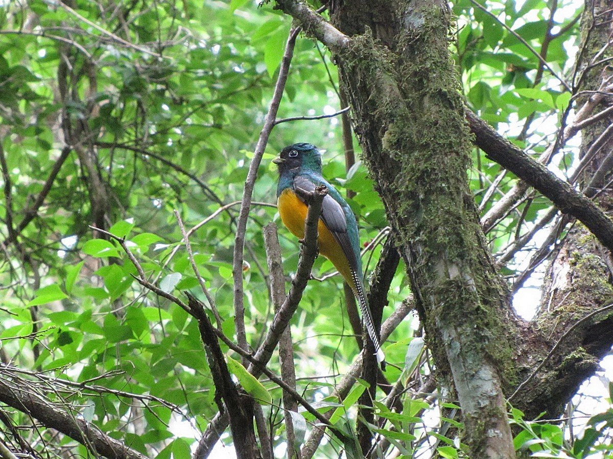 Atlantic Black-throated Trogon - ML245058751