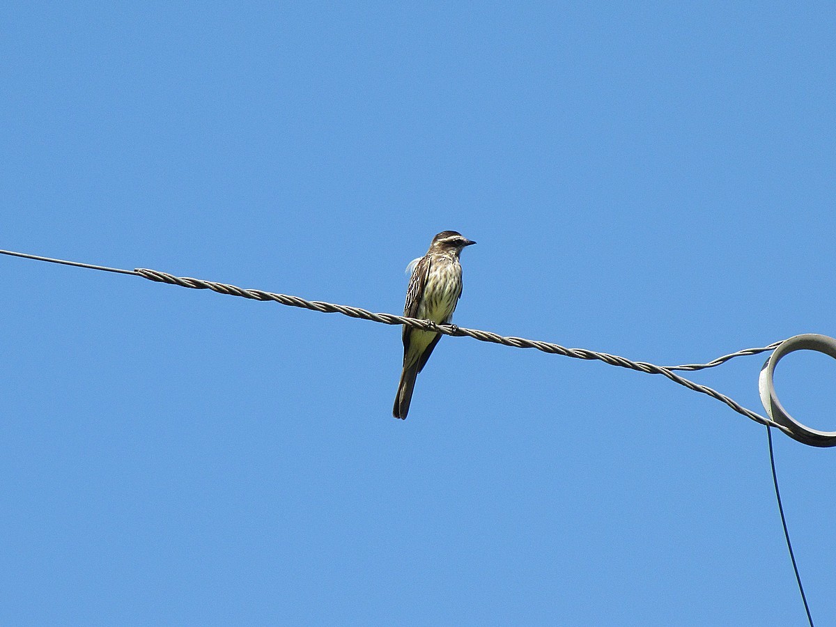 Variegated Flycatcher - ML245058831