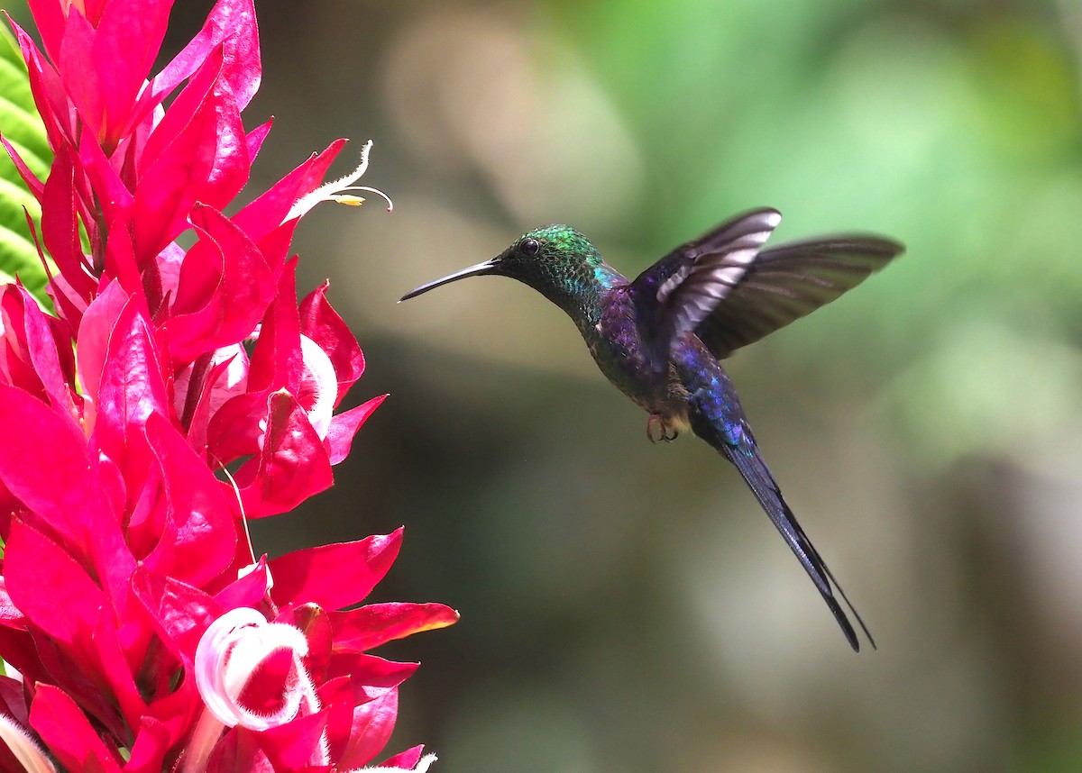 kolibřík pralesní - ML245059021