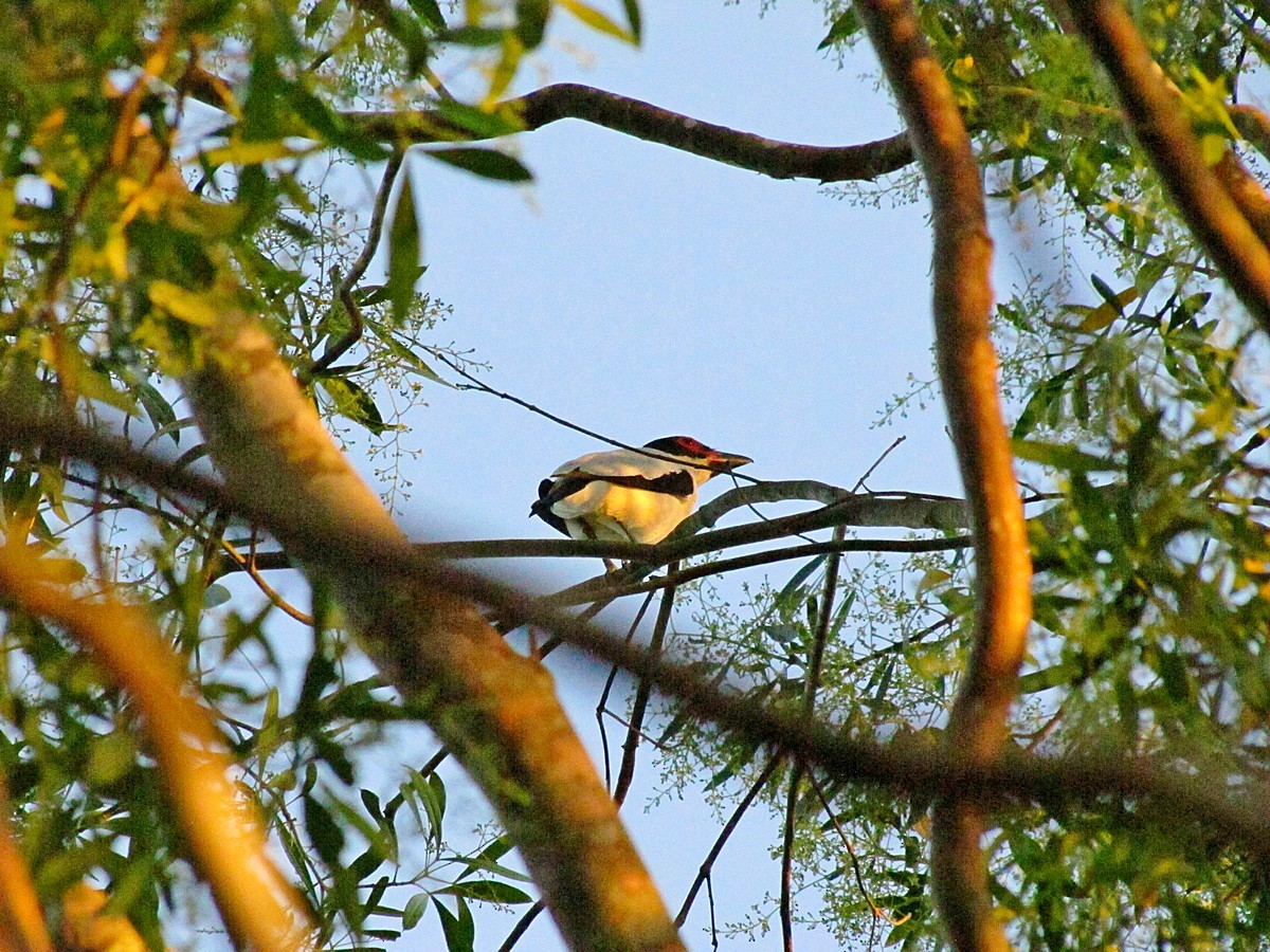 Black-tailed Tityra - ML245059371