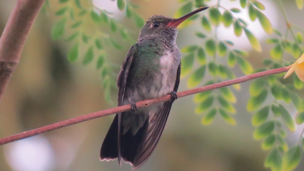 Glittering-throated Emerald - Carlos José Díaz García