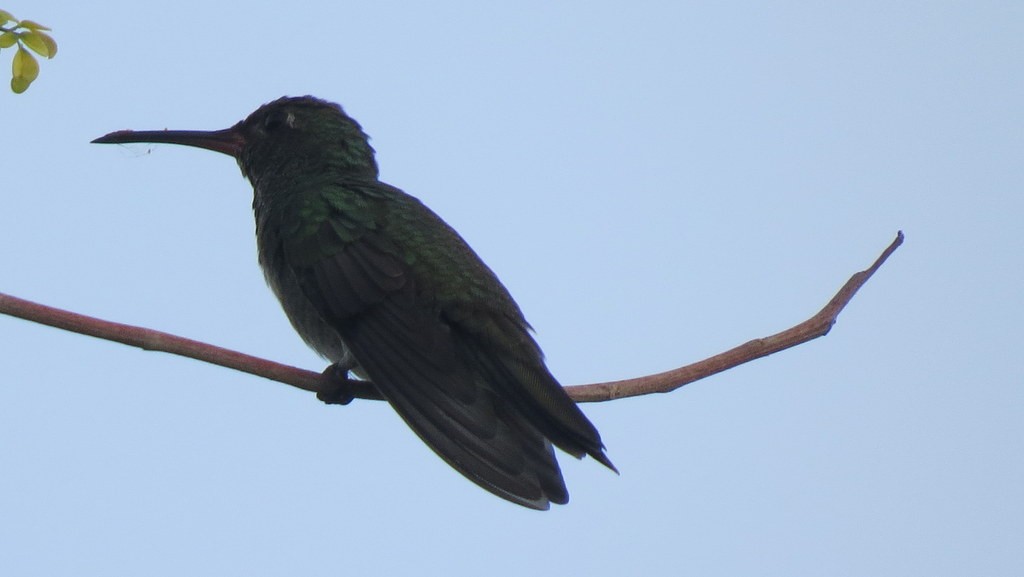 Glittering-throated Emerald - ML245059661