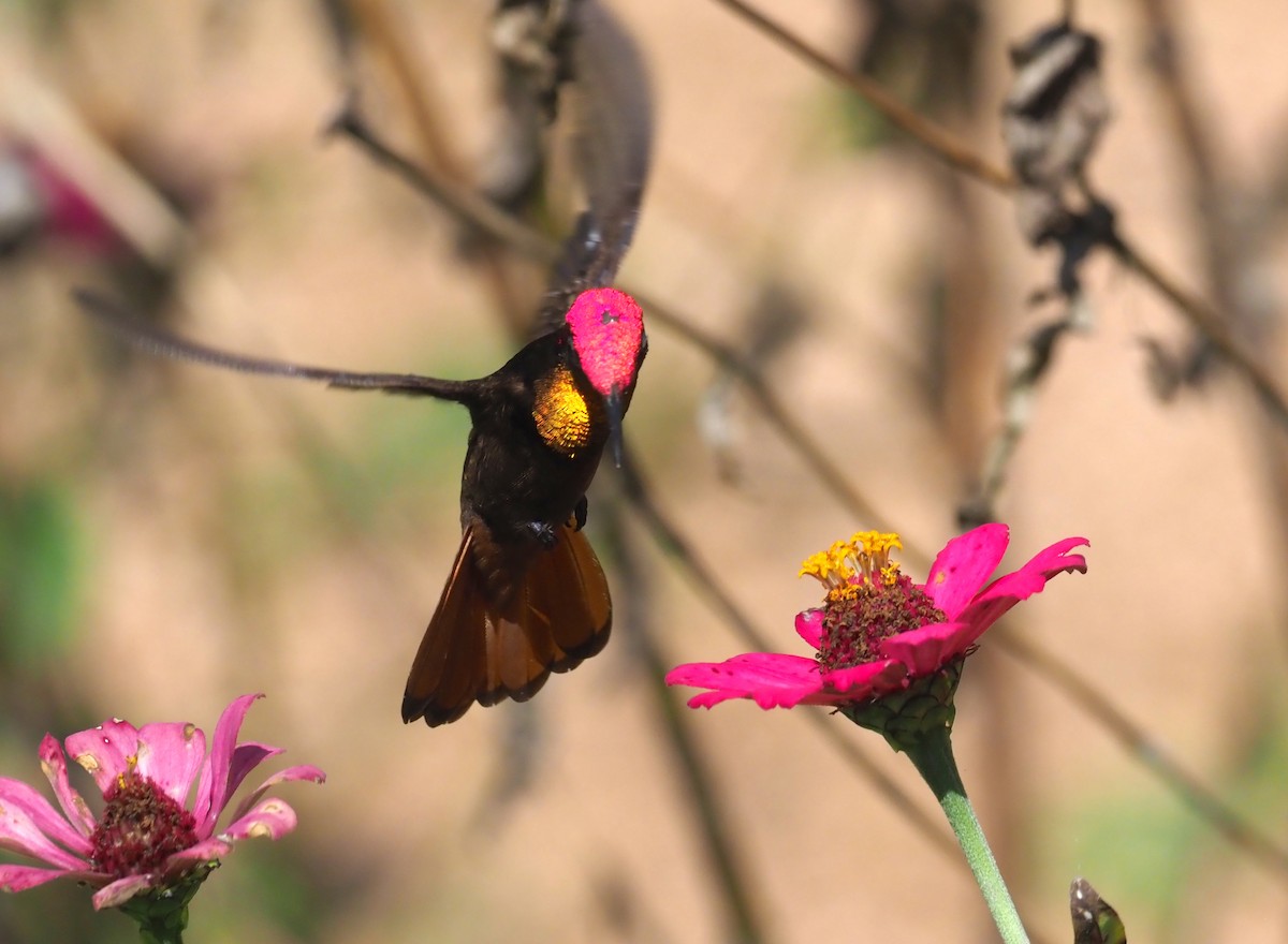 Ruby-topaz Hummingbird - ML245059991