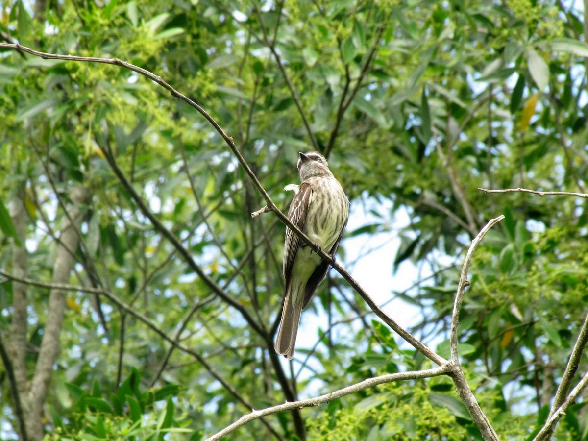 Variegated Flycatcher - ML245060231