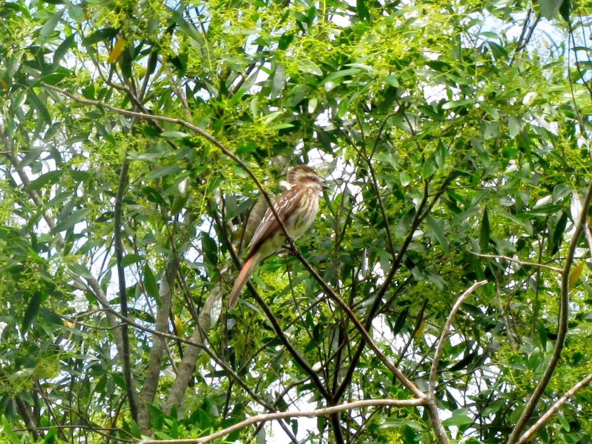 Variegated Flycatcher - ML245060251