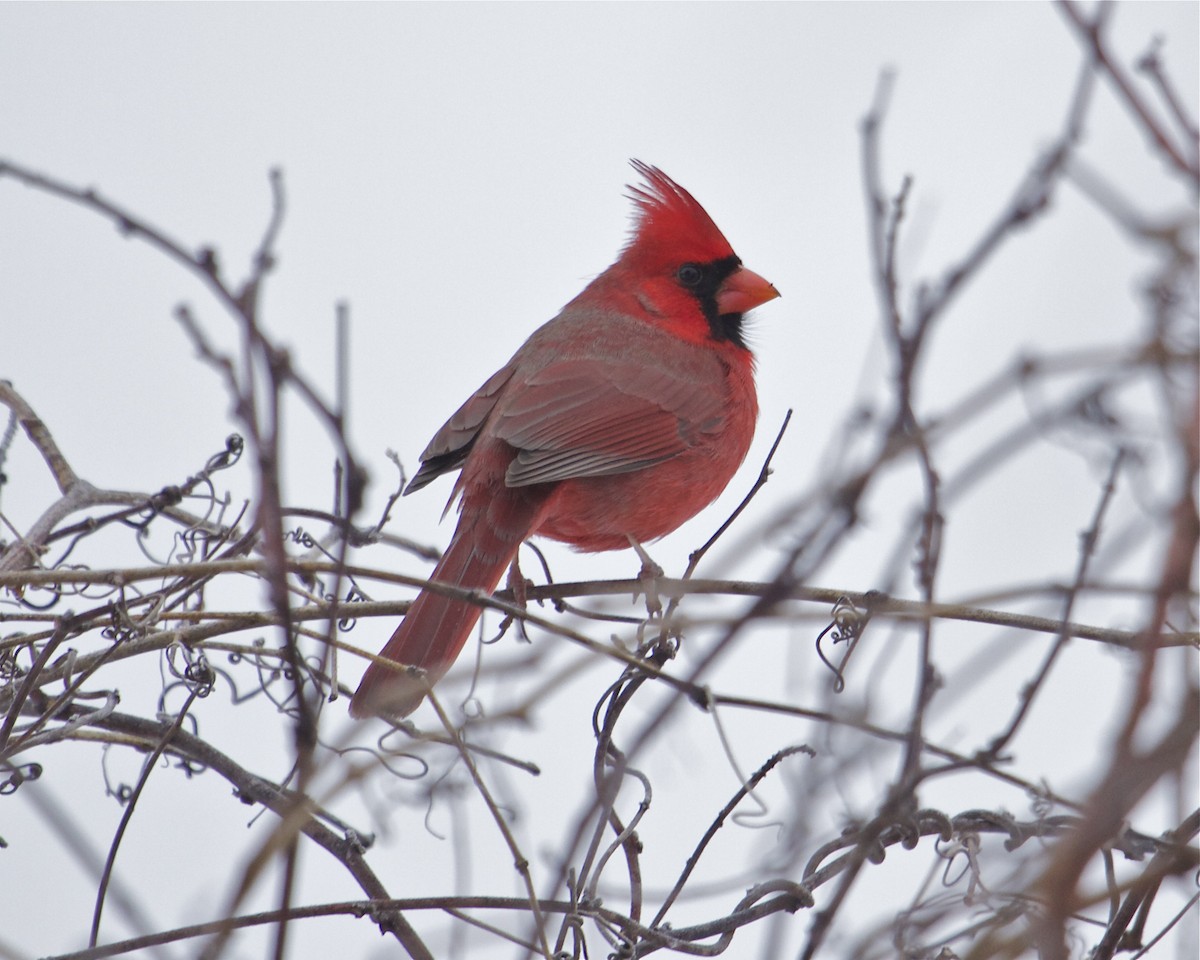 Cardinal rouge - ML24506031