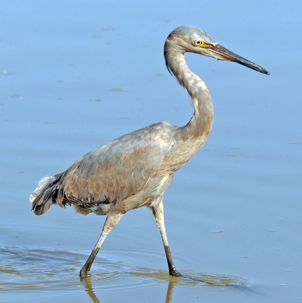 Reddish Egret - ML245062331