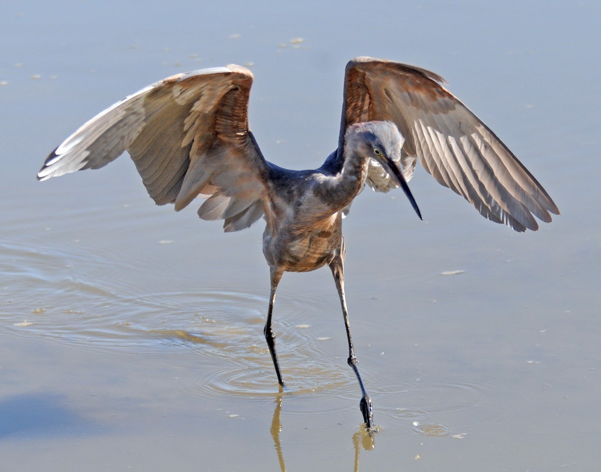 Reddish Egret - ML245062351