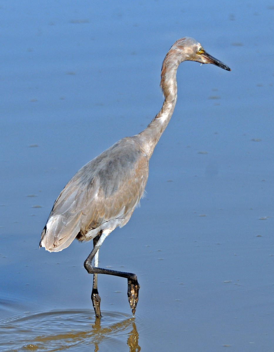 Reddish Egret - ML245062361