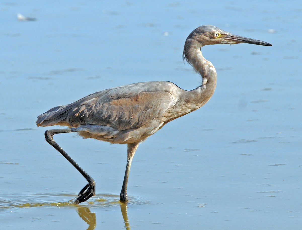 Reddish Egret - ML245062411