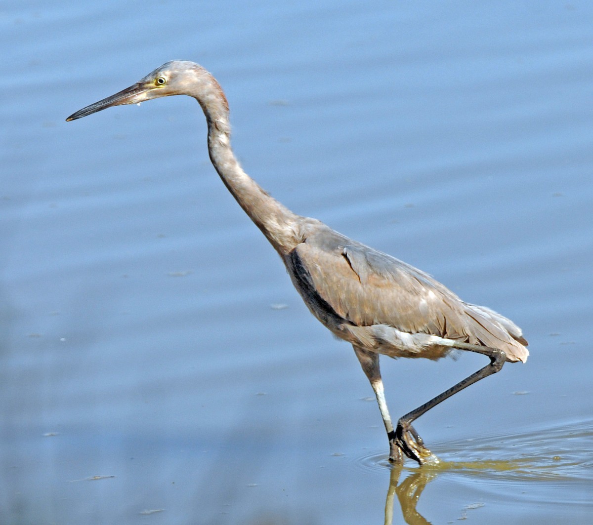 Reddish Egret - ML245062421